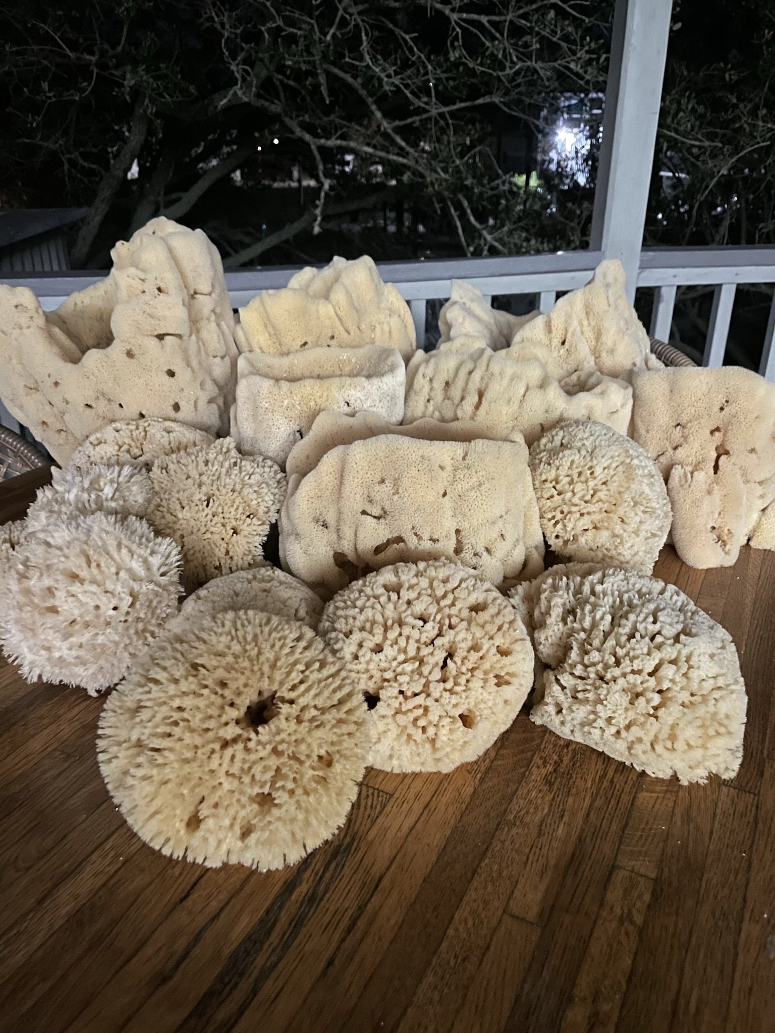 Sponges