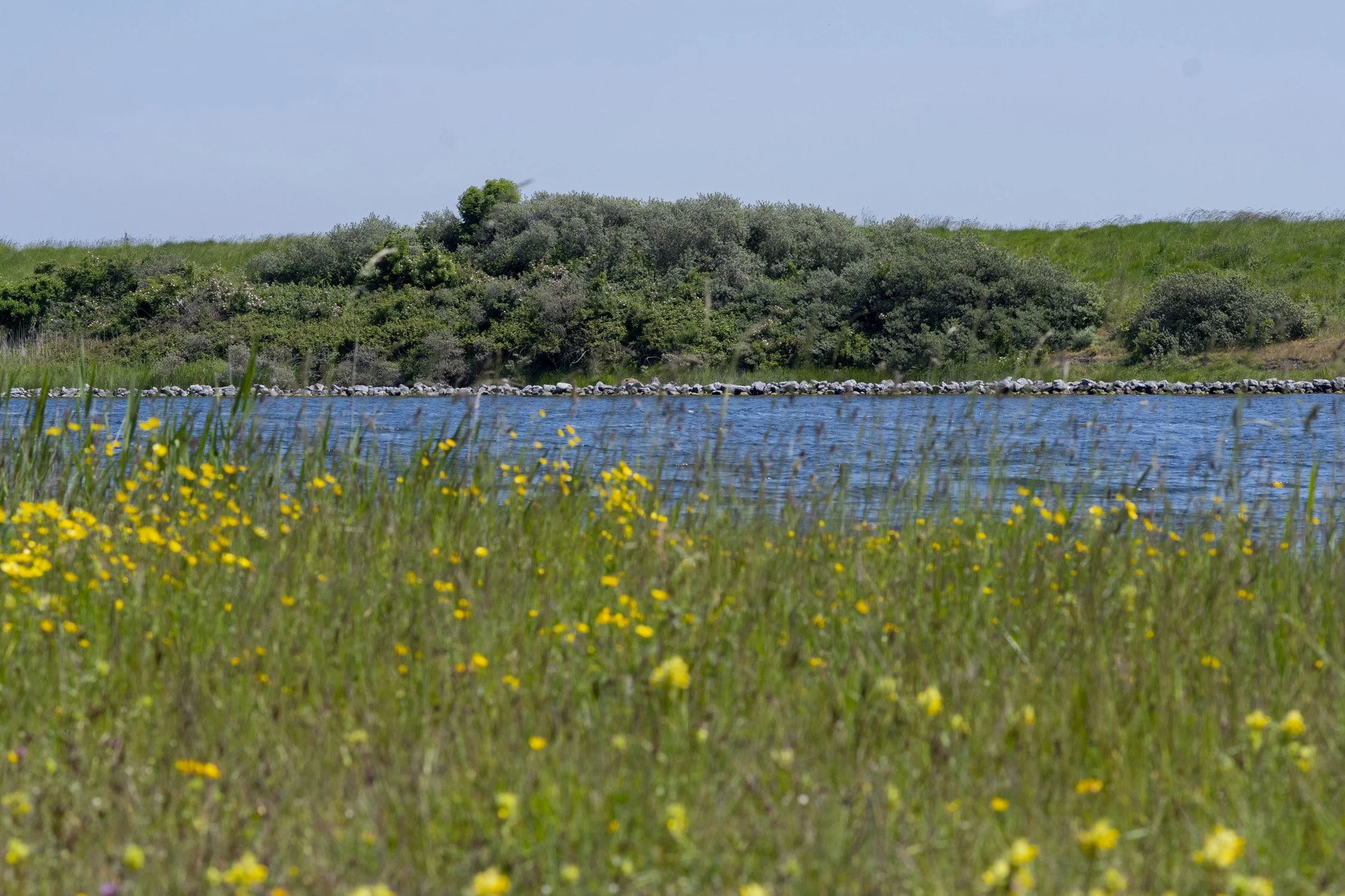 Pesteqs_NC1_4777.jpg