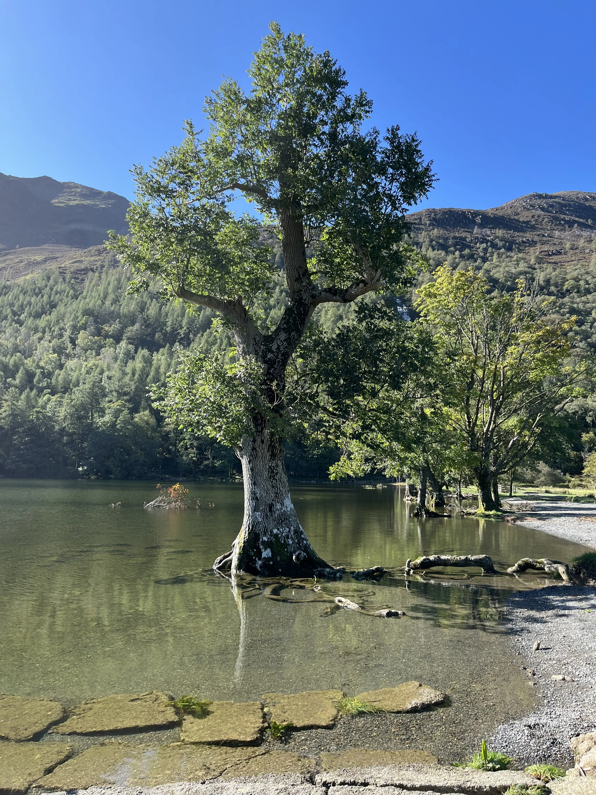 Trees in water at Buttermere