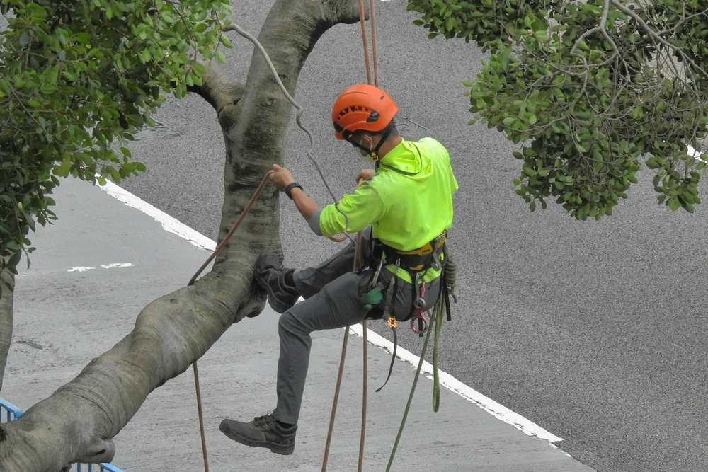 An arborist in a helmet and harness climbing a large tree