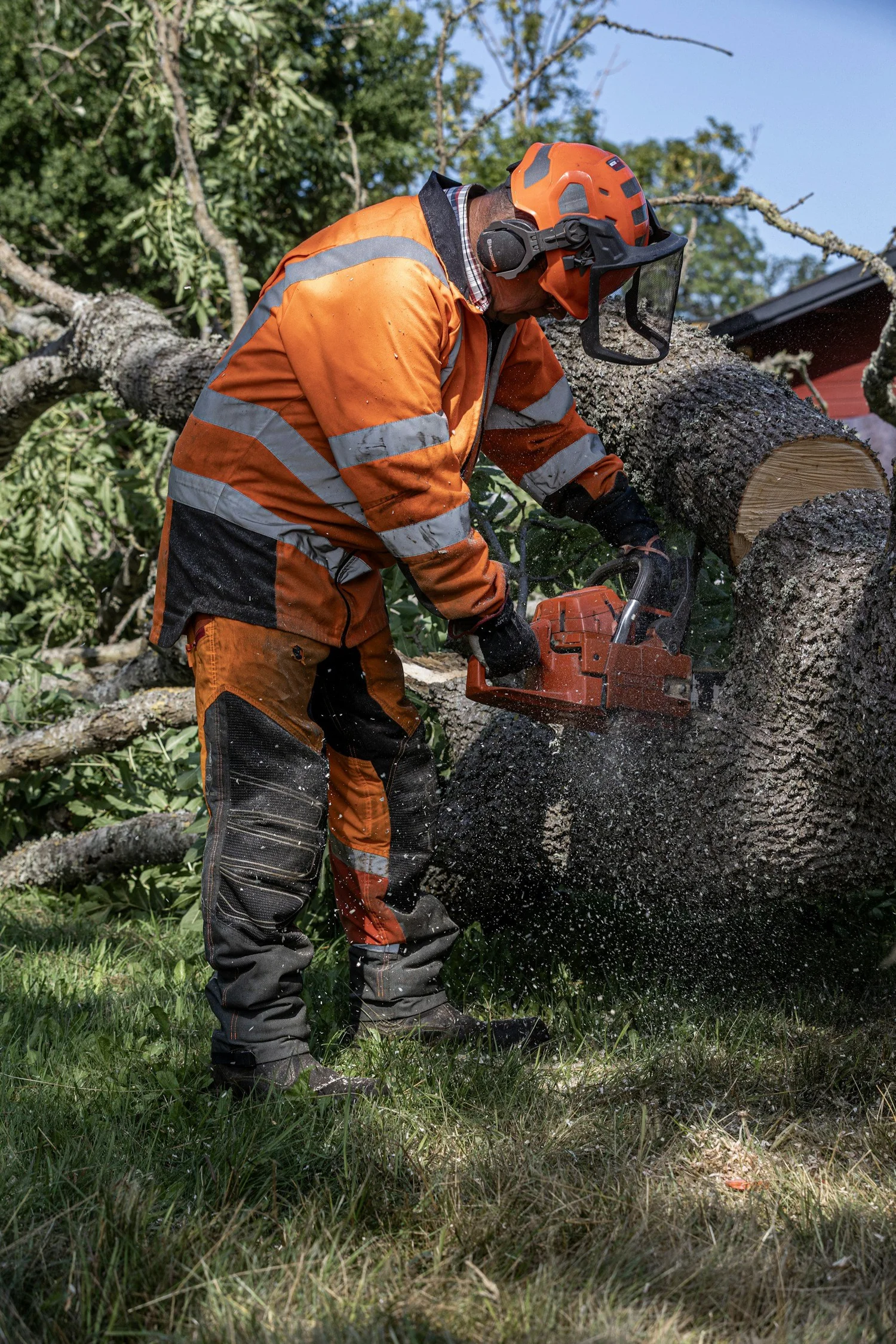 A tree worker in orange safety gear cutting through a large trunk