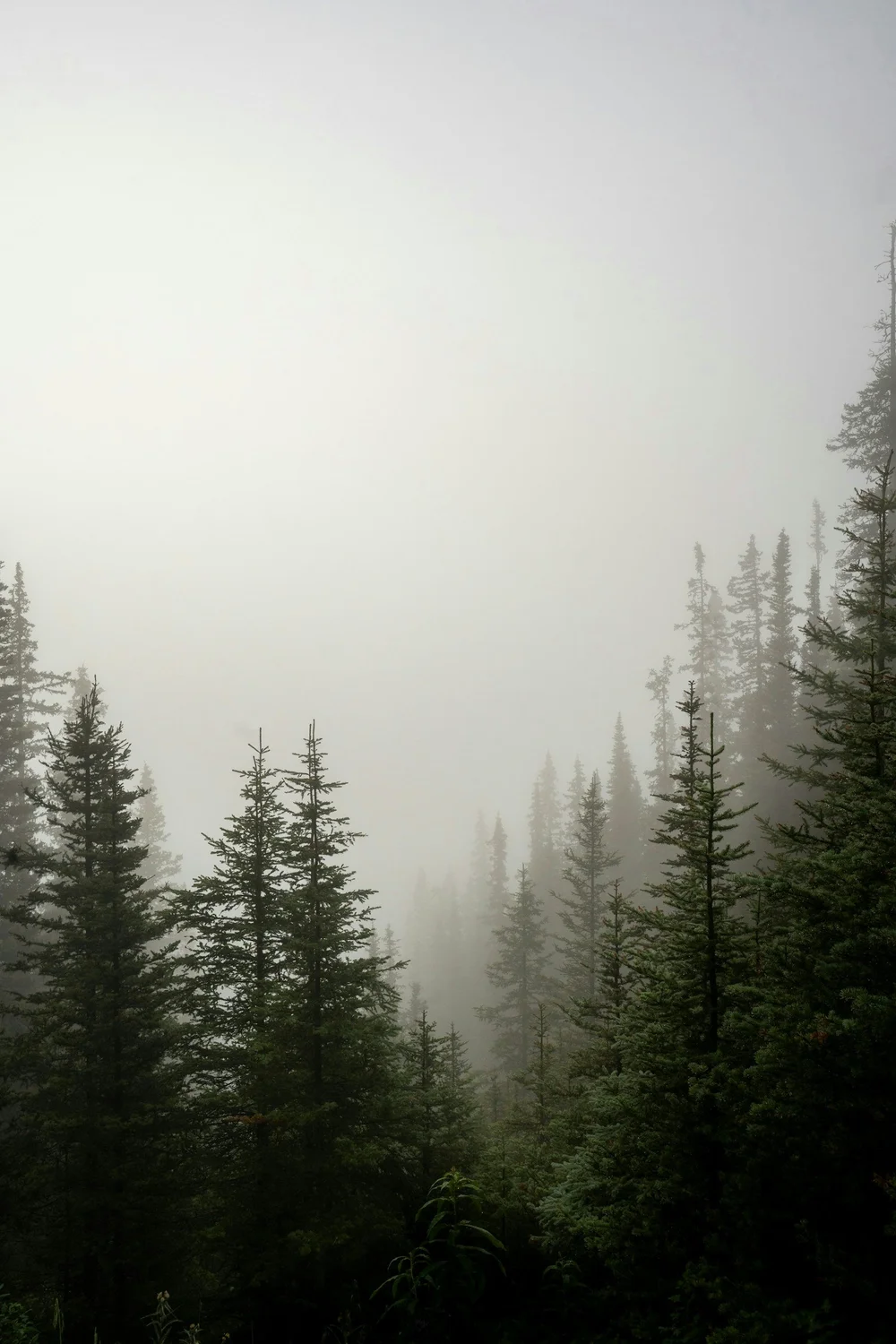Evergreen forest in morning fog