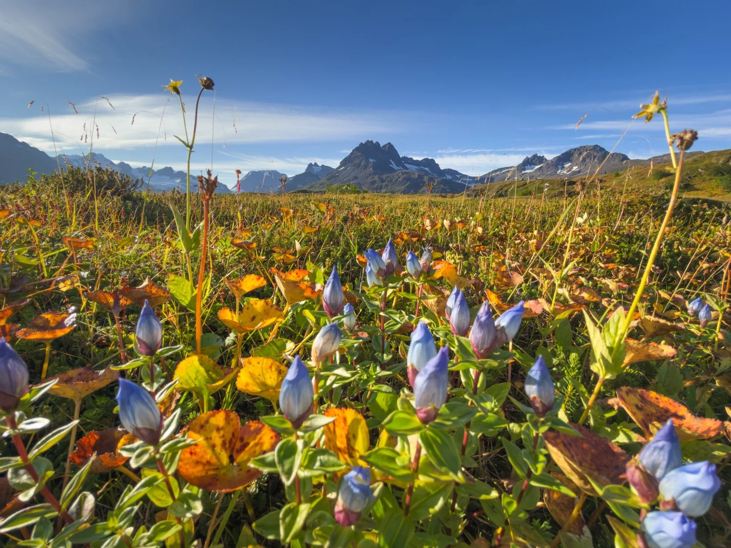 Wildflowers and mountain peaks in Alaska