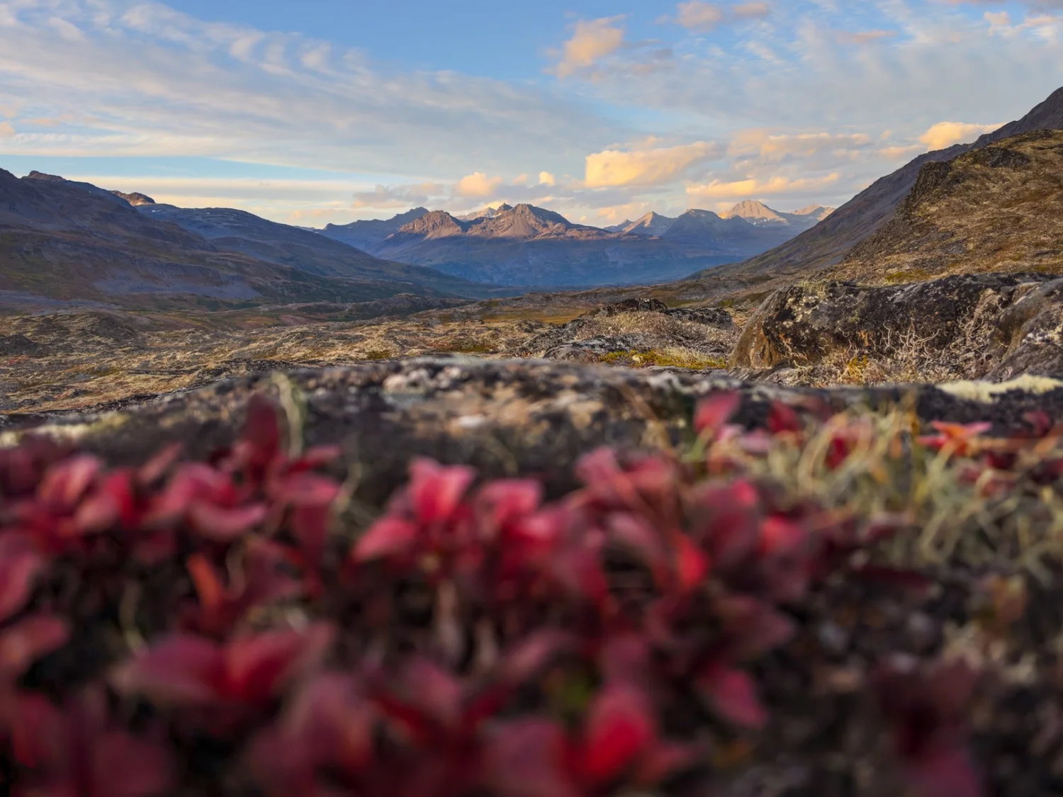 Red autumn foliage in an Alaska mountain valley