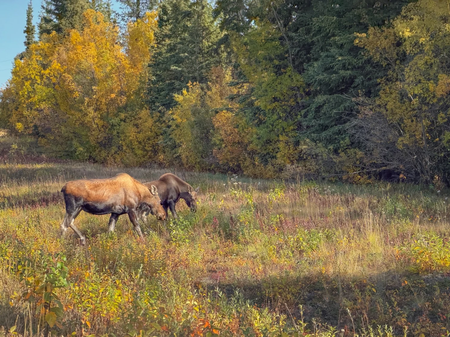 Moose in a meadow beside autumn forest