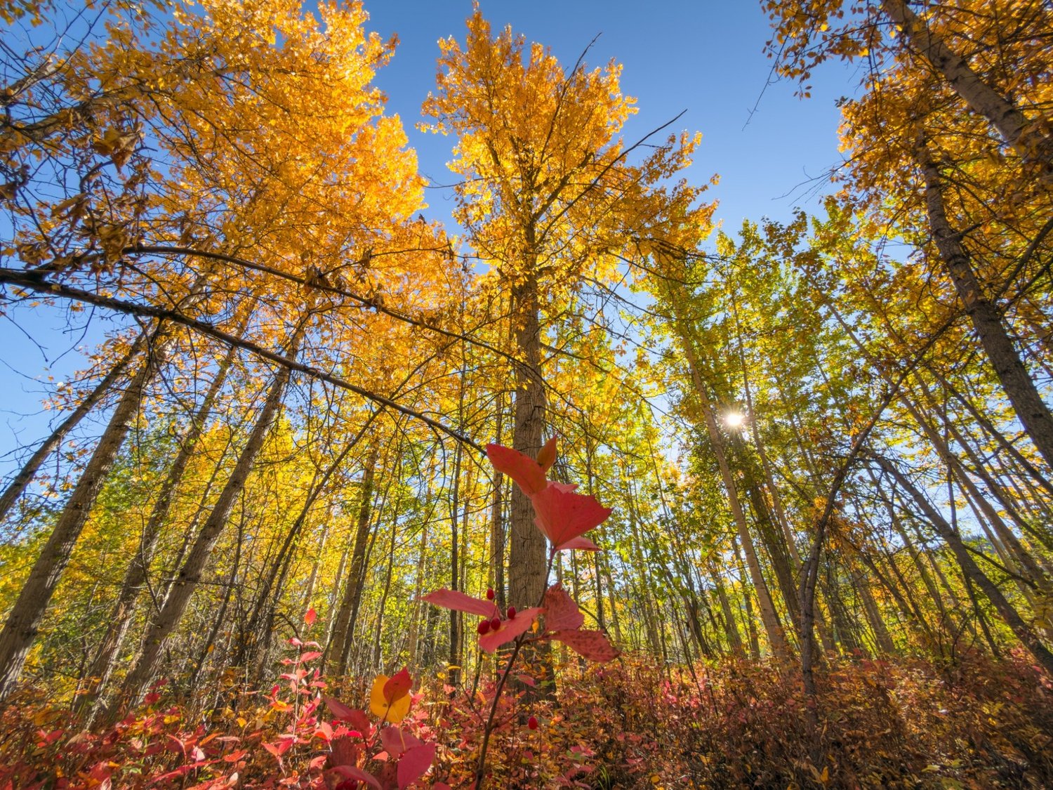 Red leaves beneath golden autumn trees