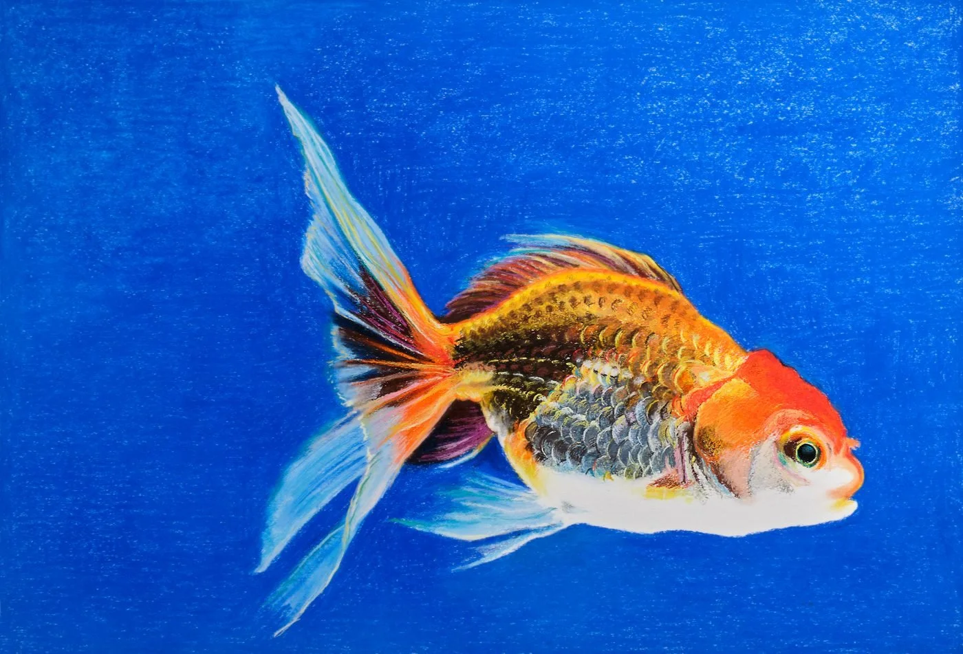 Evanescence, an A2 giclée print of a goldfish on deep blue