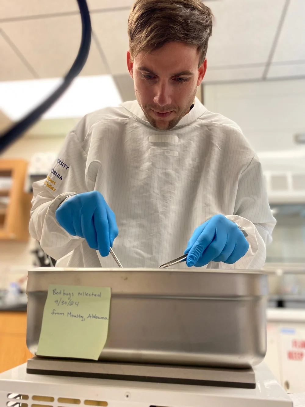 Dr. Hubbard sorting bed bugs during his research at UC Riverside.