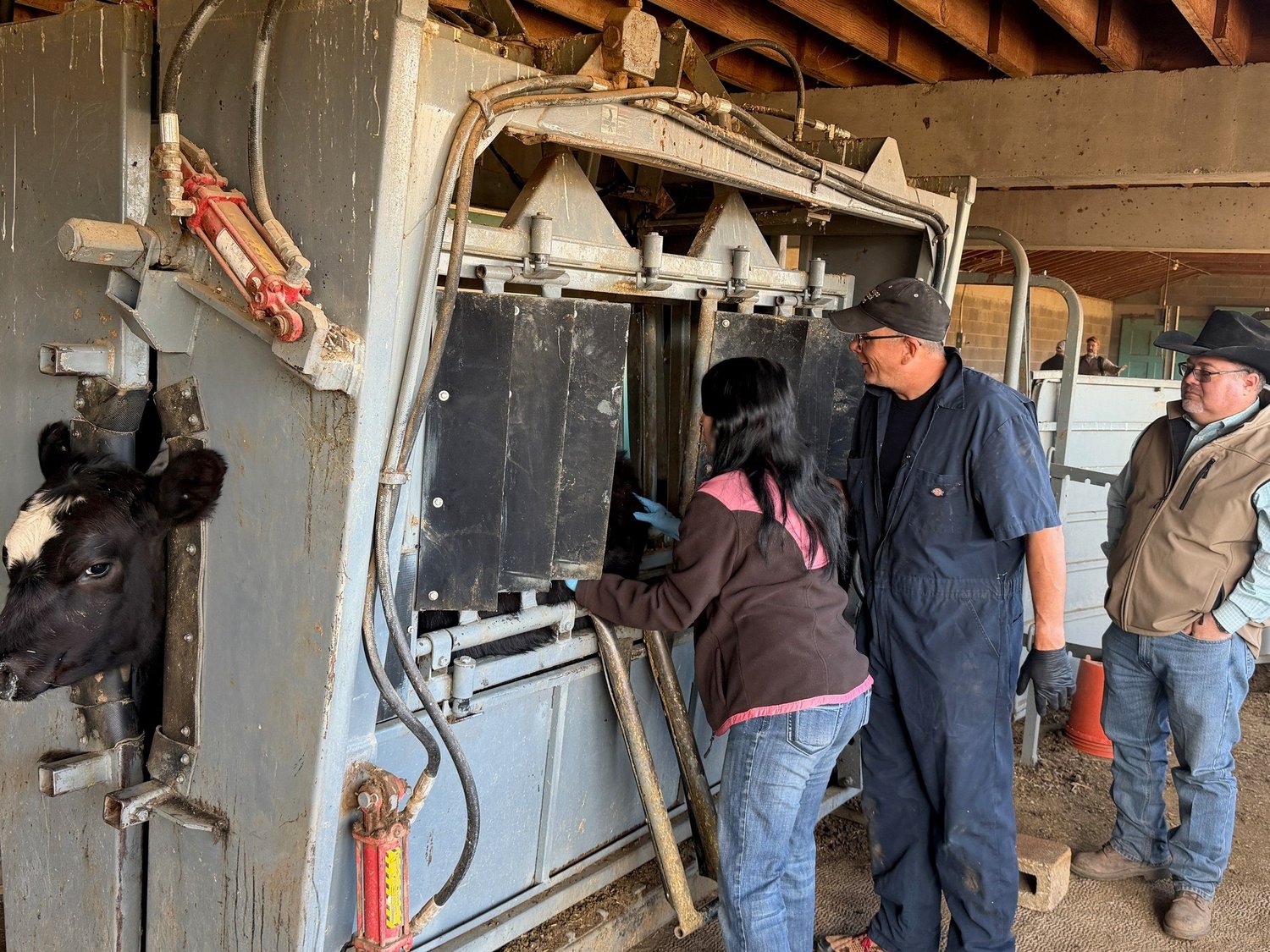 Alexis conducting cattle inspections during a New World screwworm workshop led by Dr. Hubbard.