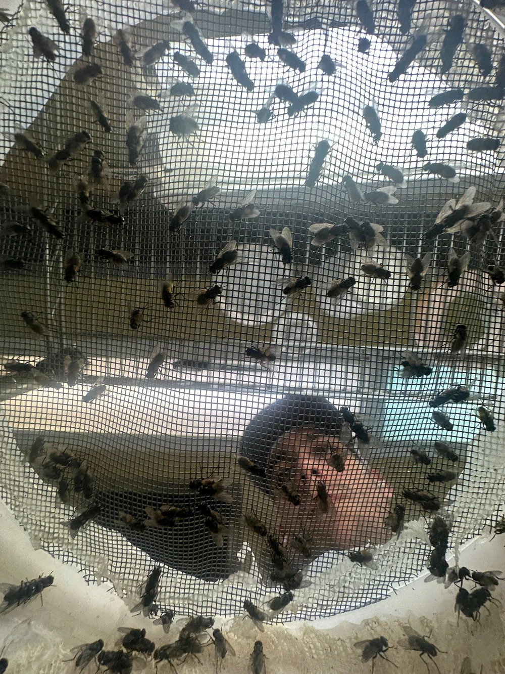 Dr. Hubbard looking through a fly cage during his research at UC Riverside.