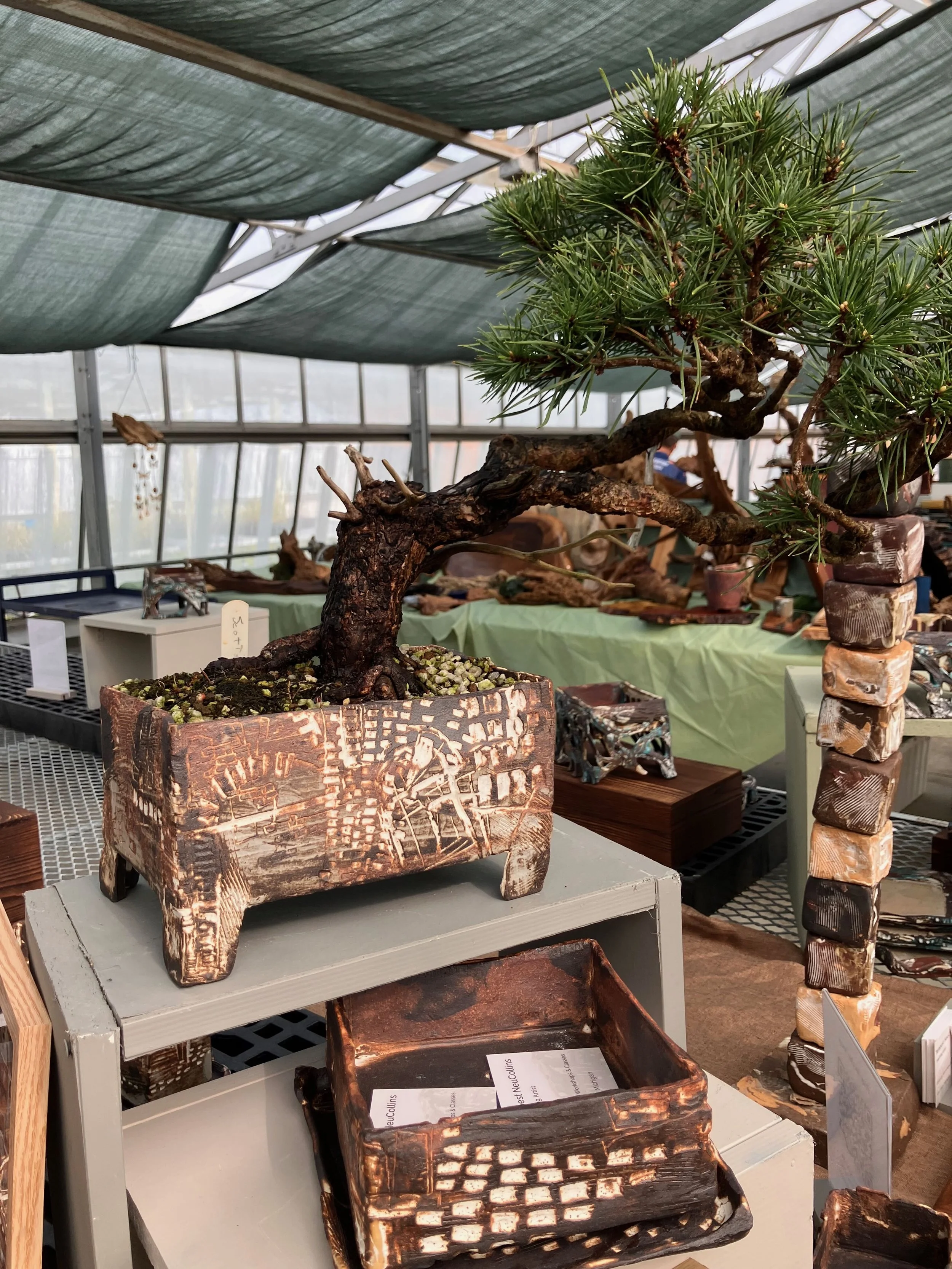 A pine planted in my patterned rectangular ceramic pot