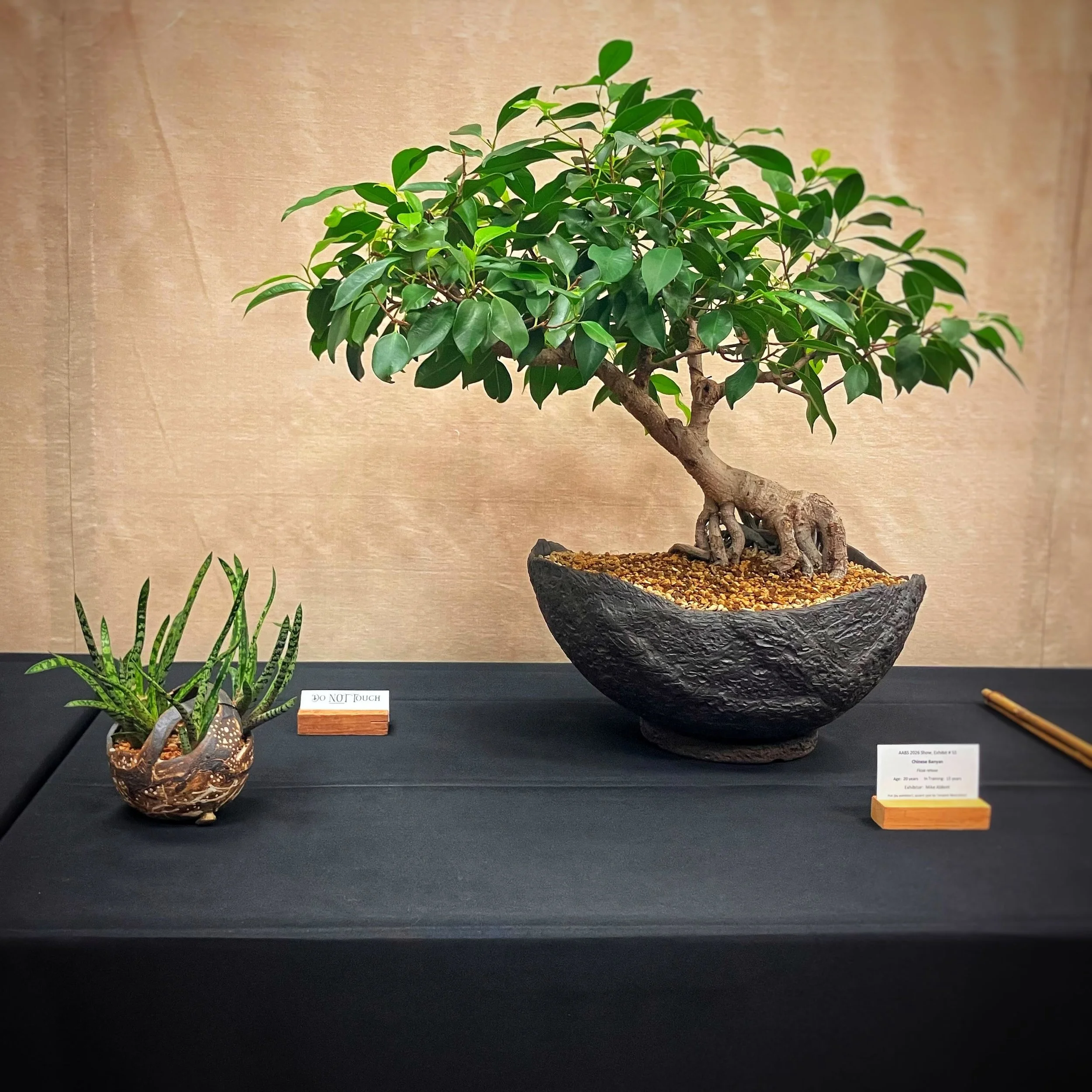 A bonsai display with my small accent pot on the left