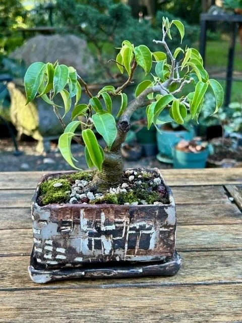 A tree planted in my patterned rectangular ceramic pot and tray