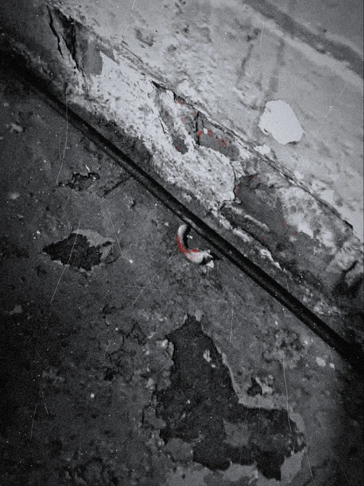 Part of an ear lying on the cracked concrete floor by the wall