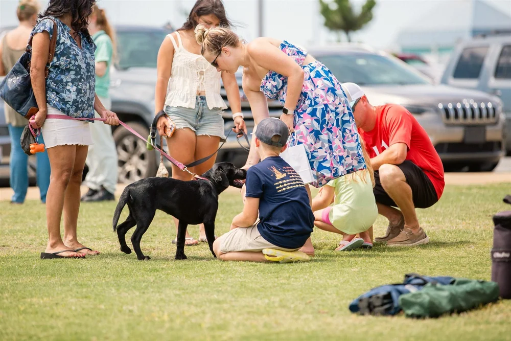 Making friends with a market pup