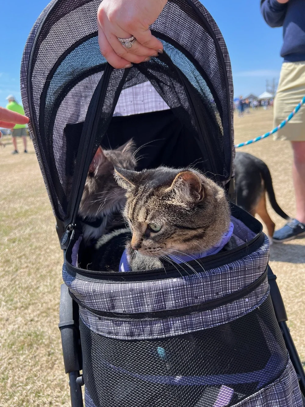 Even the cats come to shop