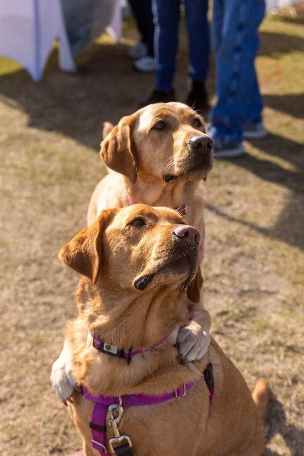 Two good pups waiting on a treat
