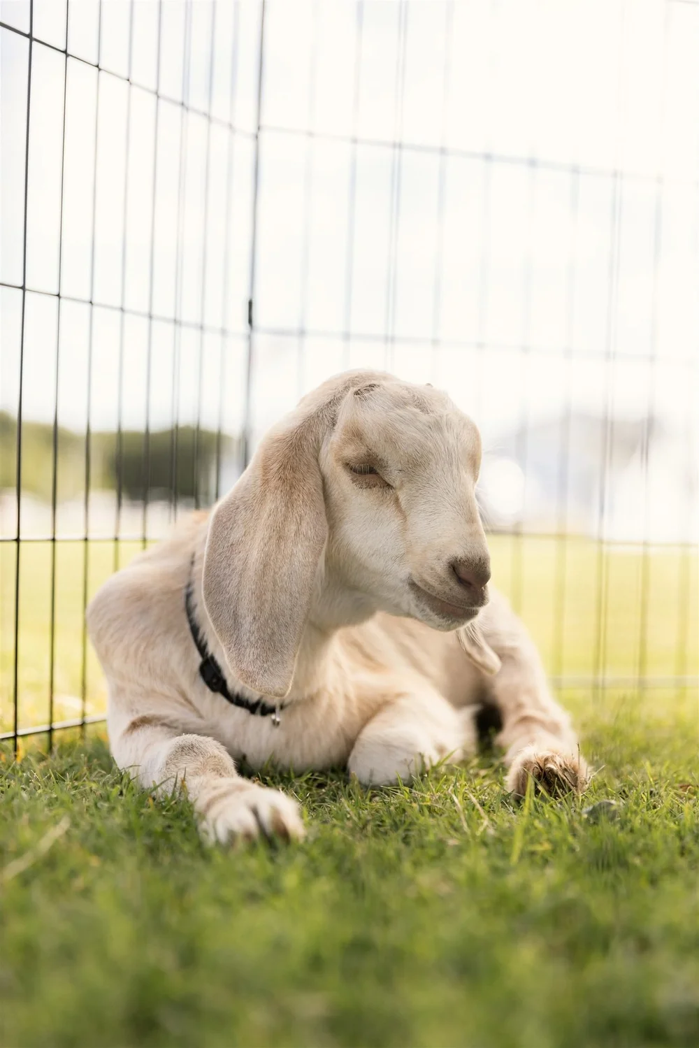 A baby goat takes a rest