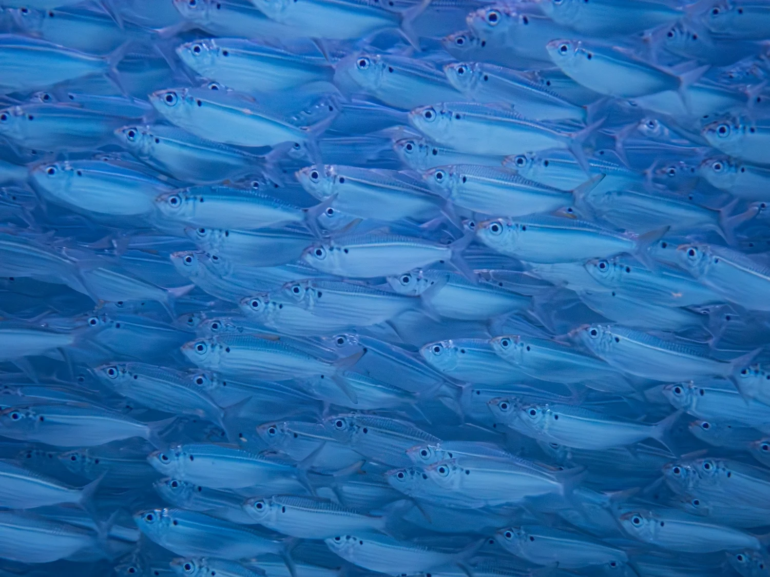 School of blue fish underwater