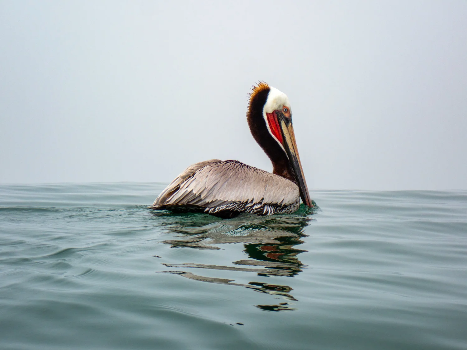 Brown pelican floating on calm Pacific water