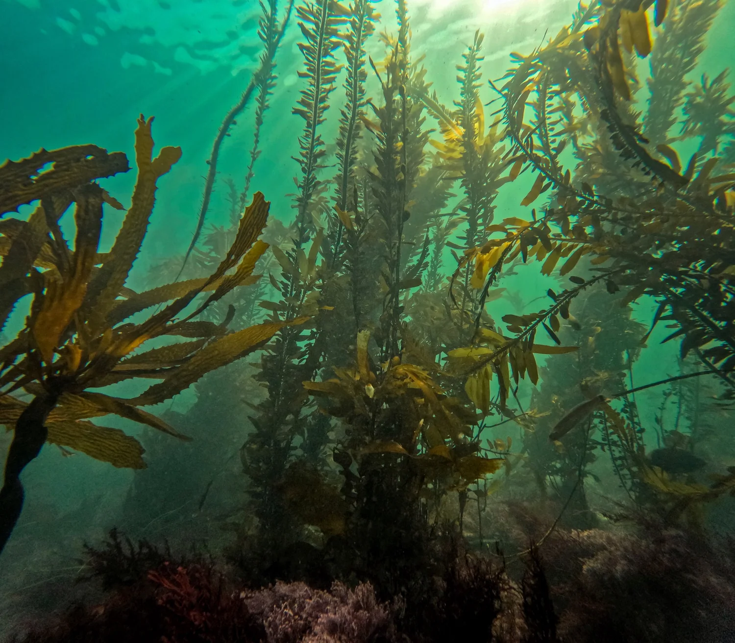 Underwater Pacific marine landscape