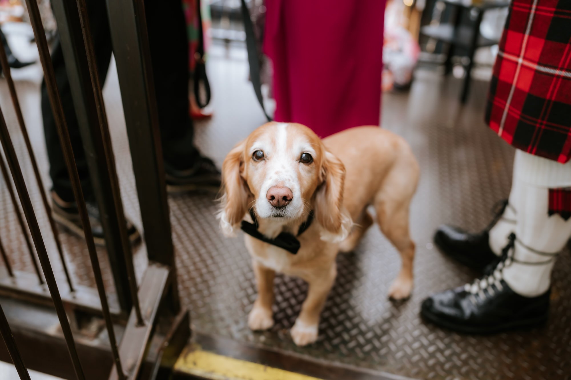 The couple's dog wearing a bow tie for the wedding.