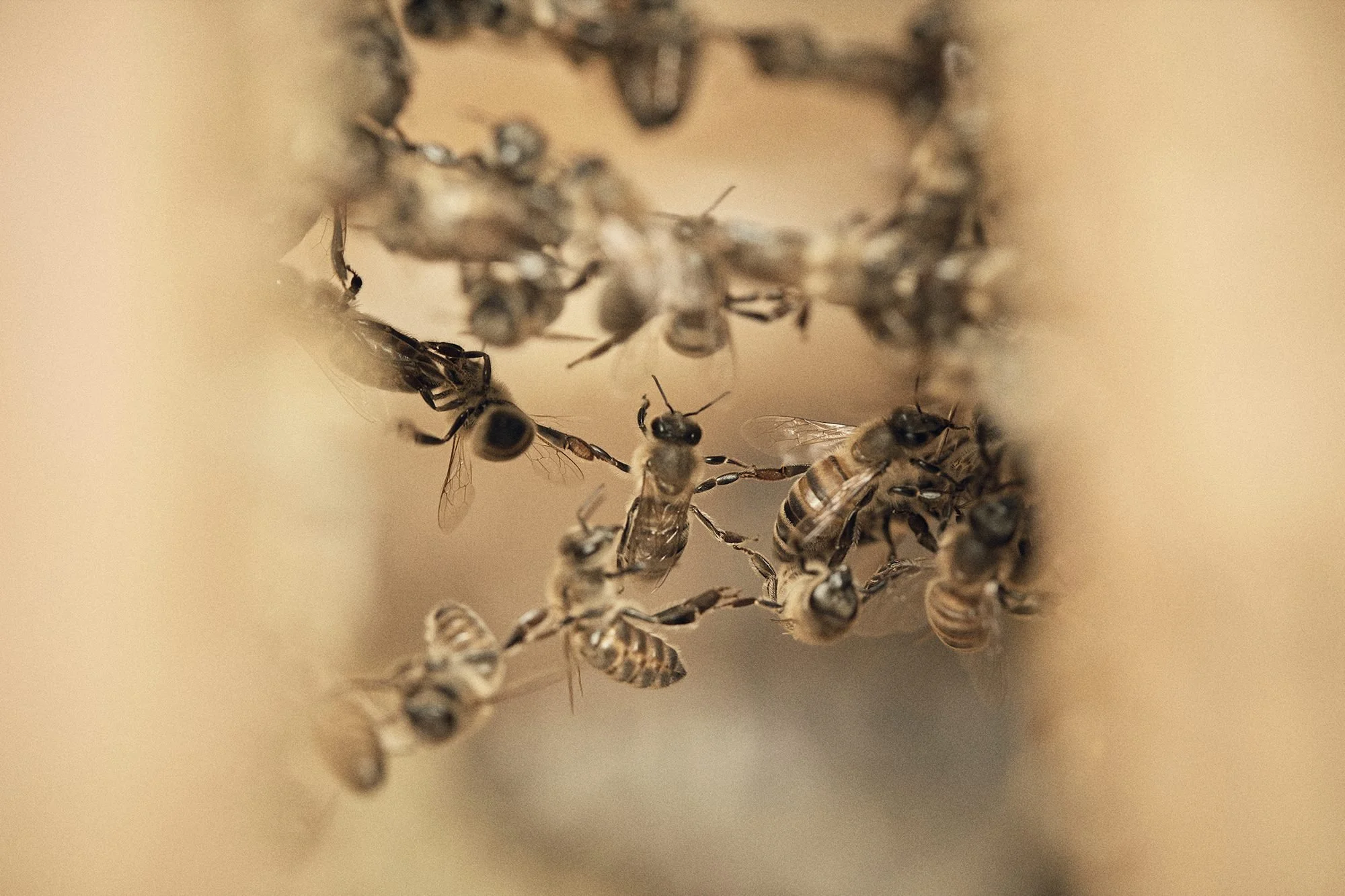 Honeybees holding on to one another