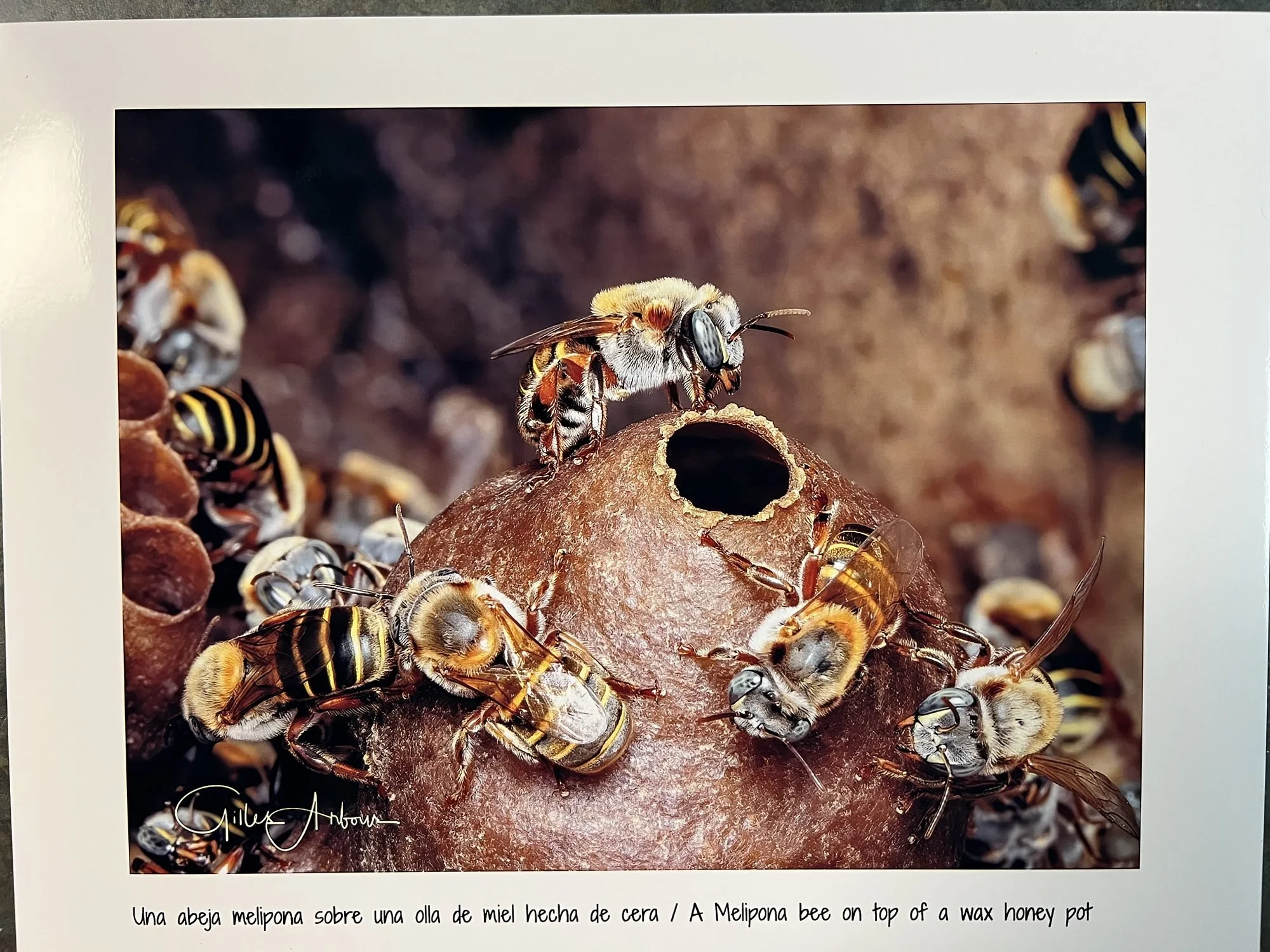 Melipona bees on a wax honey pot
