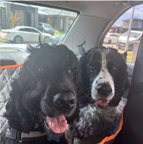 Two dogs travelling safely in a car