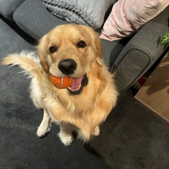 Happy dog relaxing at home