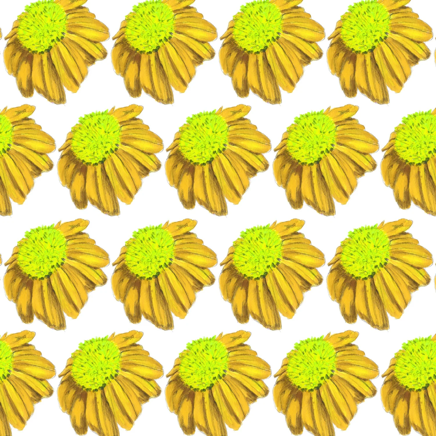 Coneflower Echinacea — Yellow repeat pattern