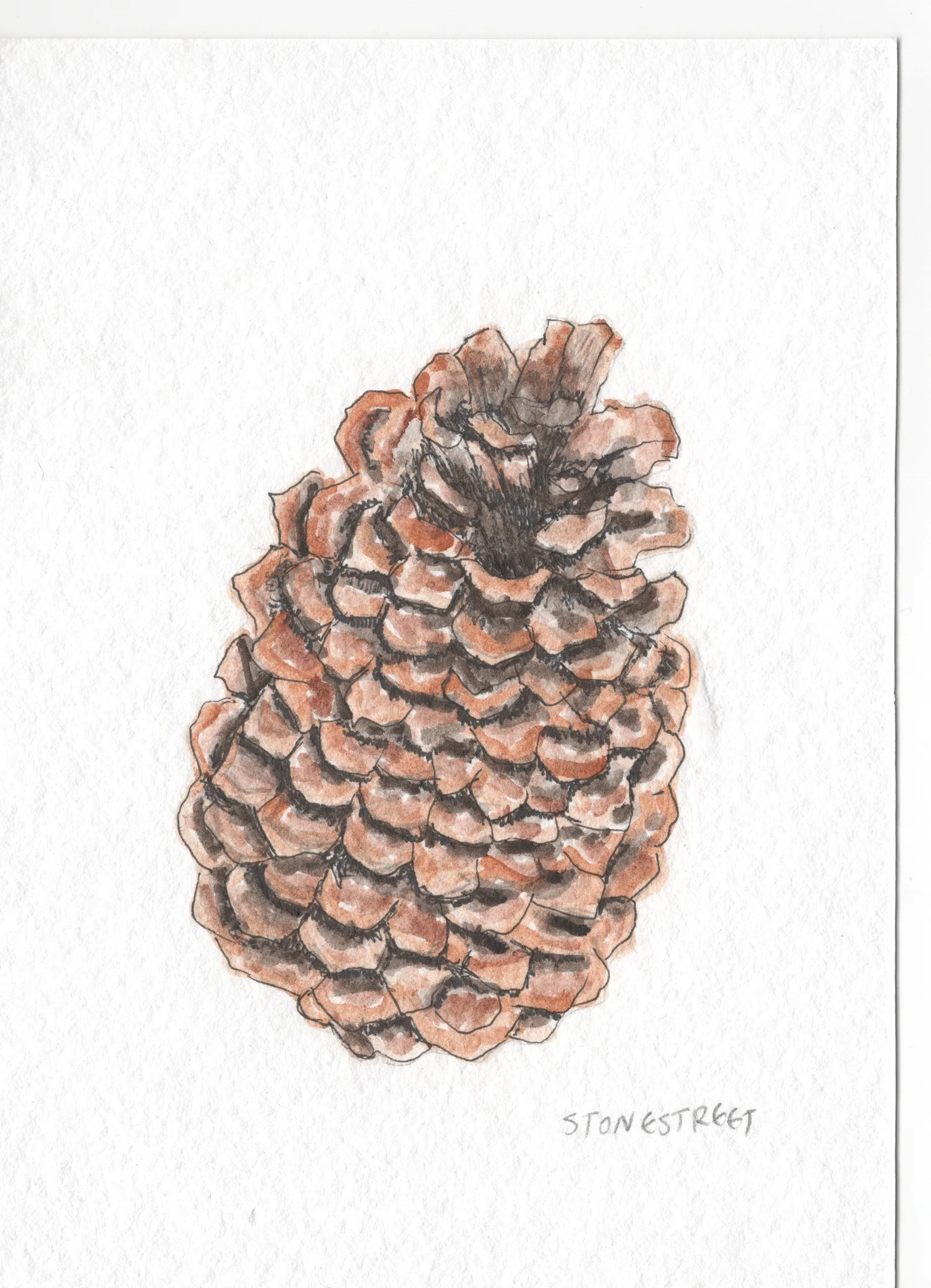 Everyday Objects — Pine Cone — Finished work