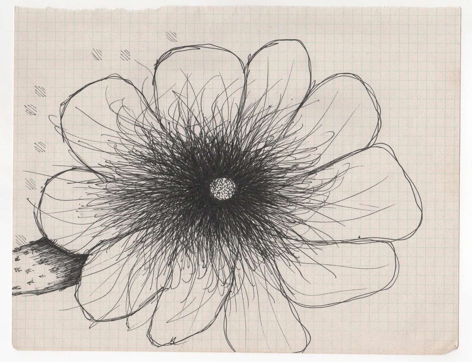 Flower Study — Sketchbook study