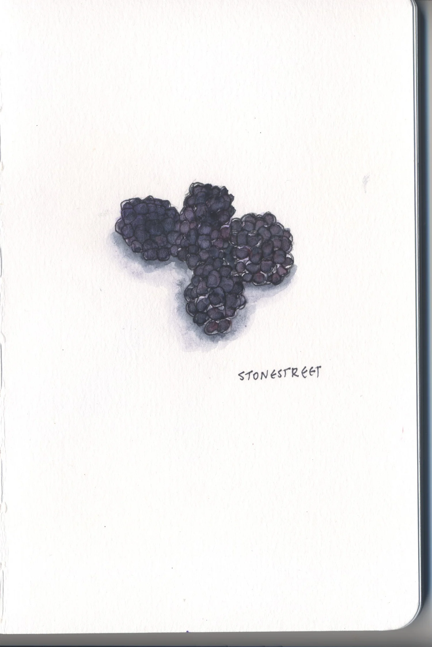 Everyday Objects — Blackberries — Finished work