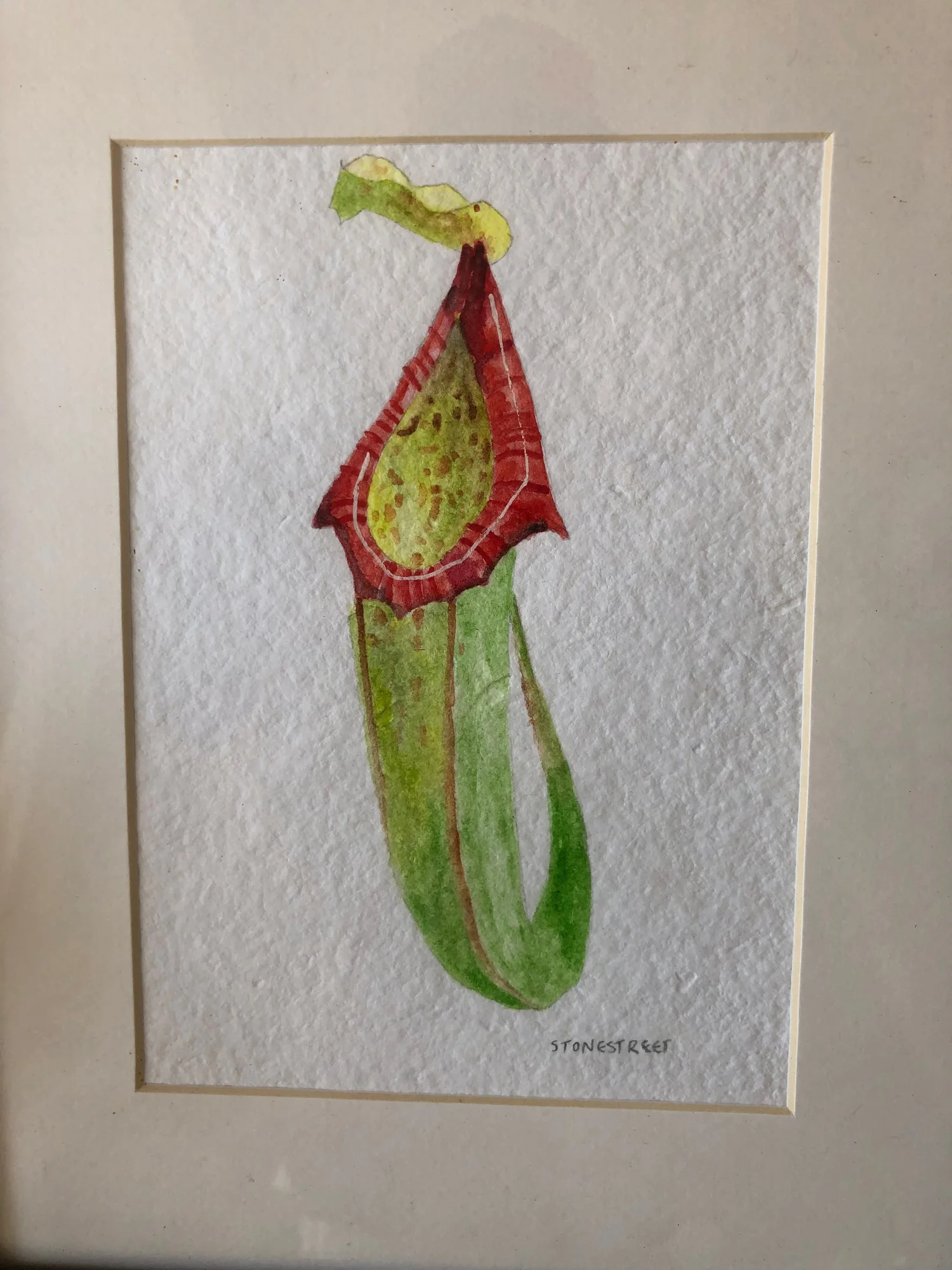 Pitcher Plant - Watercolor — Framed watercolor