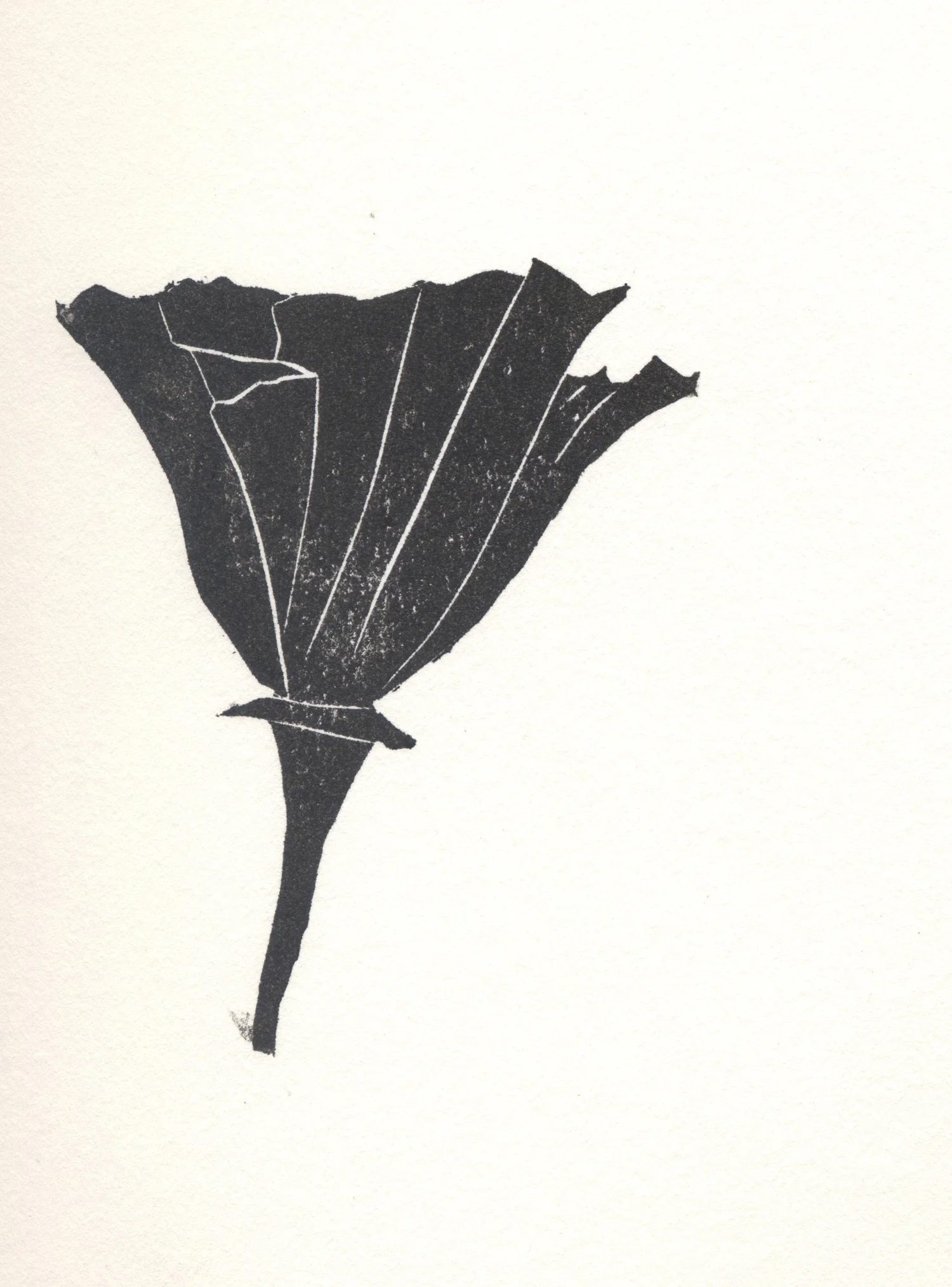 Golden Poppy — Finished work