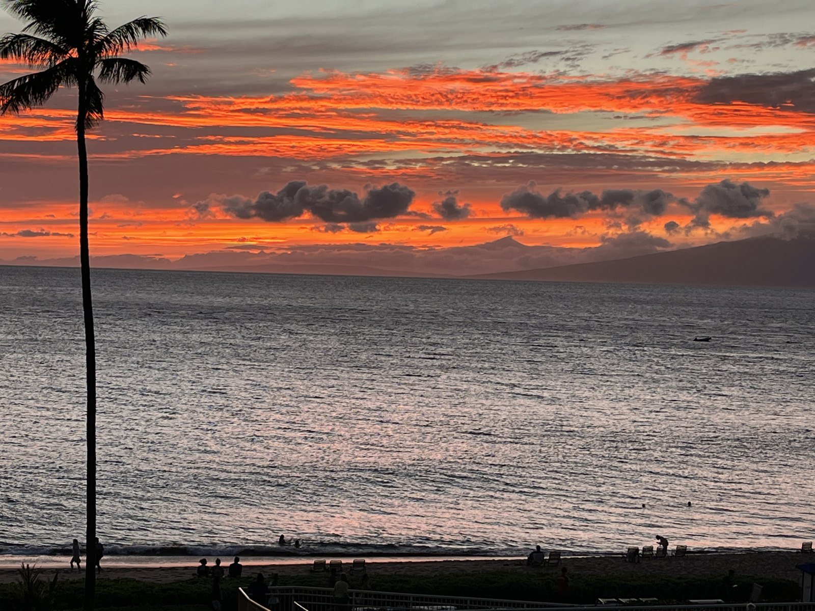 Orange sunset over the ocean with a palm tree in silhouette