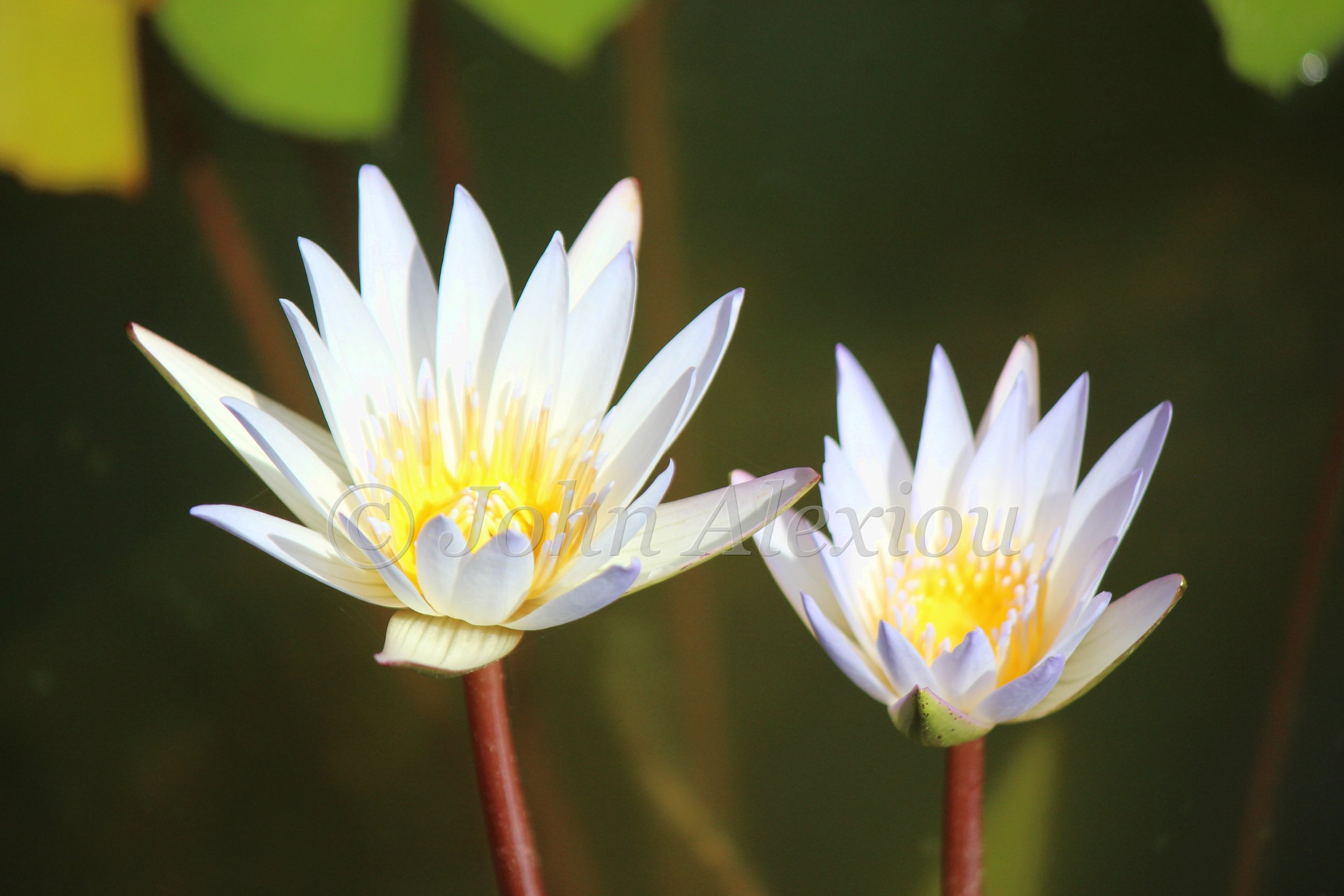 Two pale water lilies open above dark water.