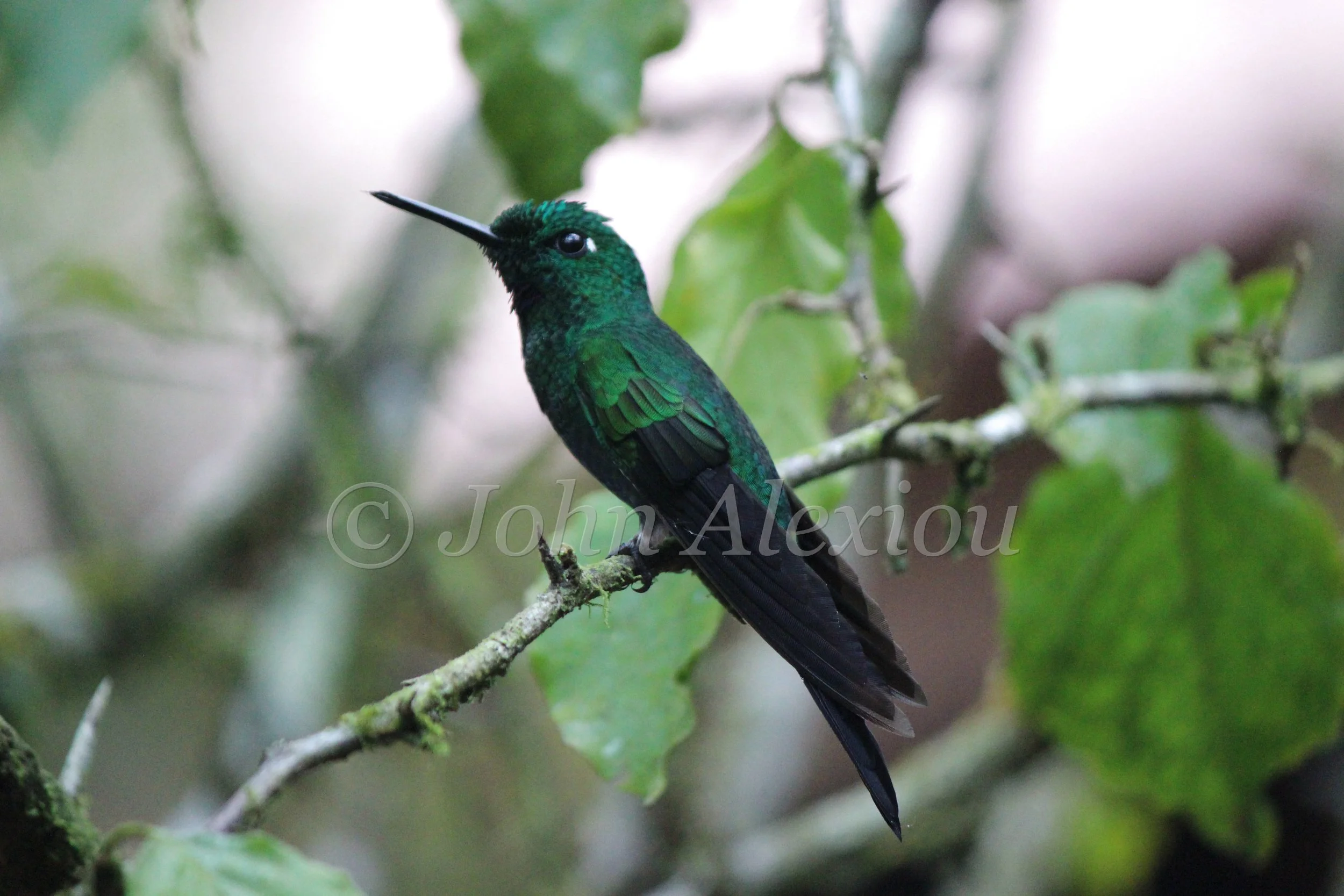 A green hummingbird rests on a slender branch.