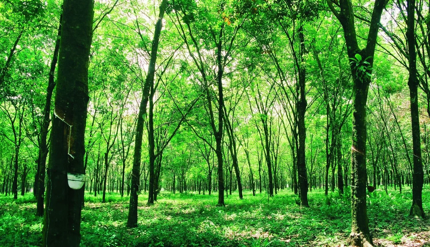 Rubber tree plantation, source of natural latex