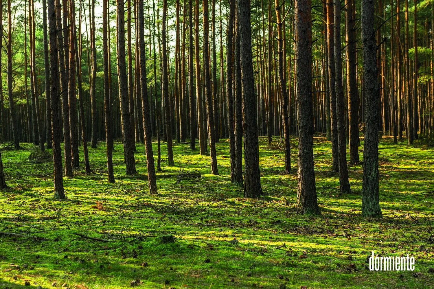 Pine forest