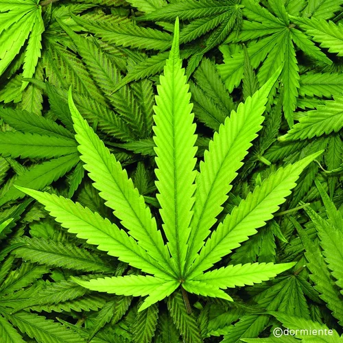 Hemp plant leaves