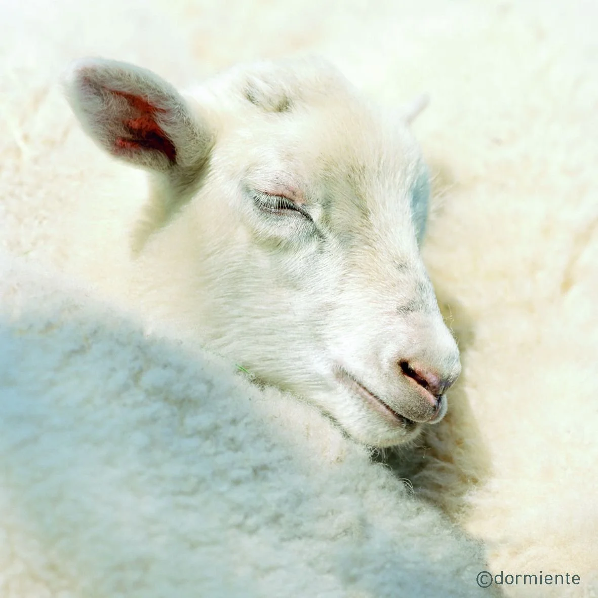 Sheep with virgin wool fleece