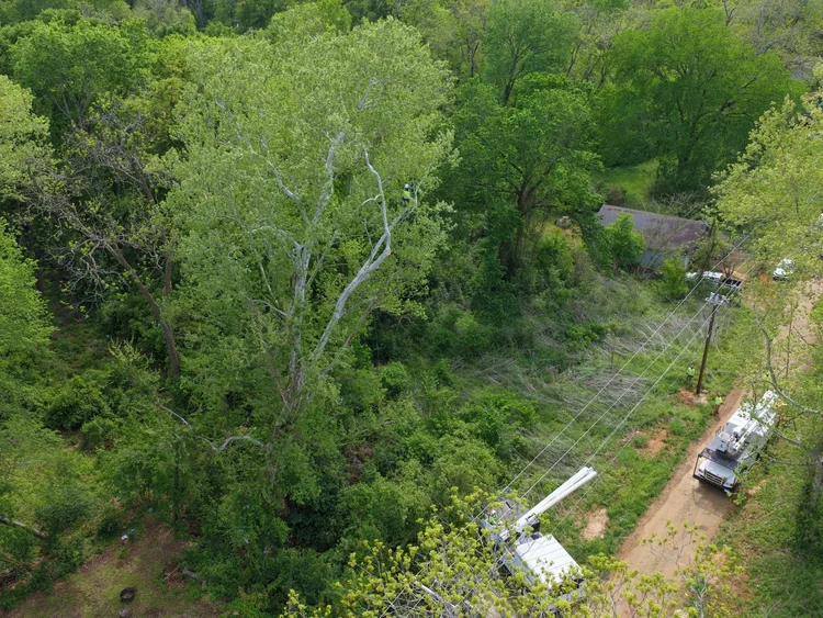 Aerial view of crew members and bucket trucks at a tree-work site