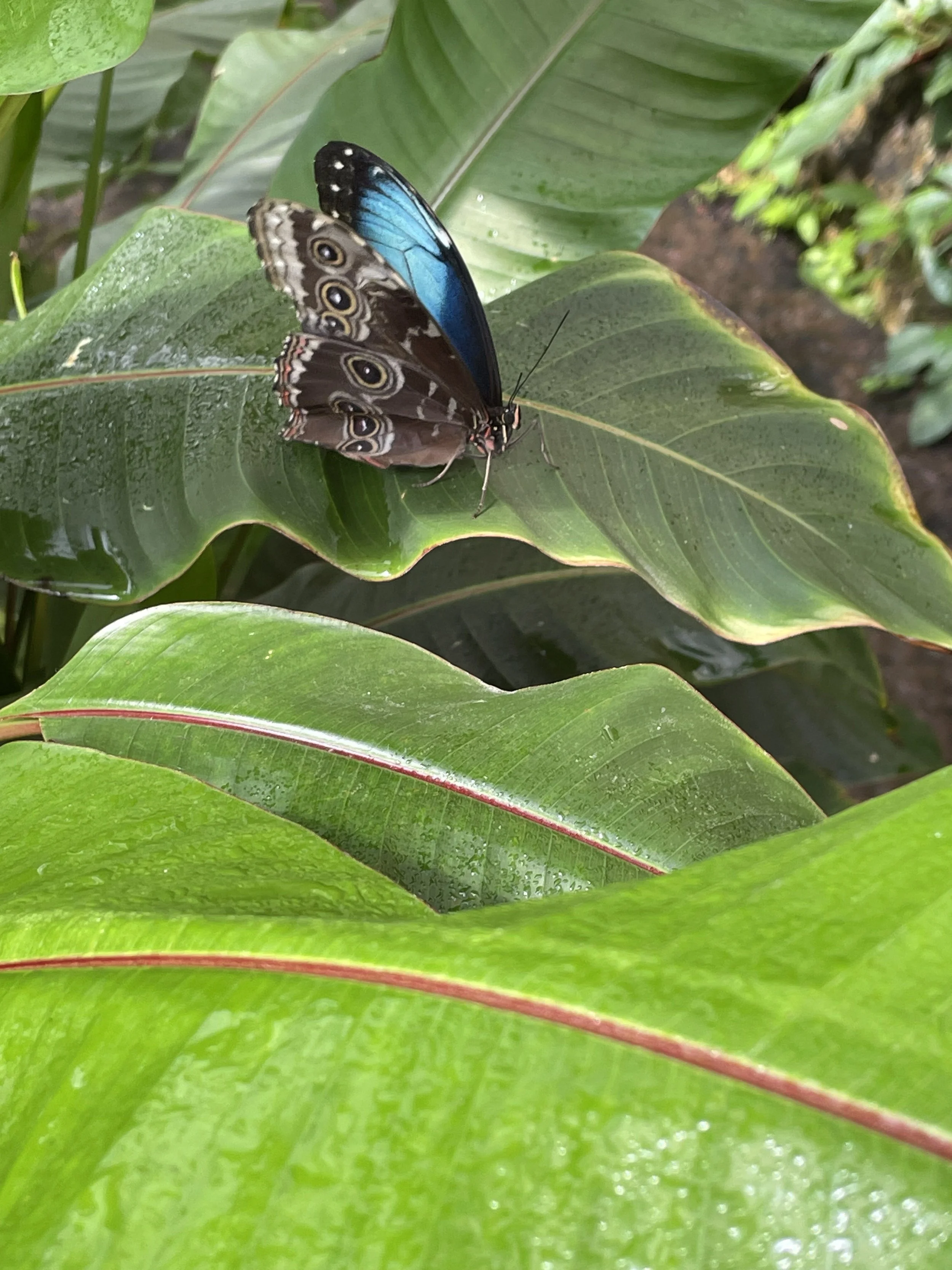 A blue-and-black butterfly at rest in the Butterfly House.