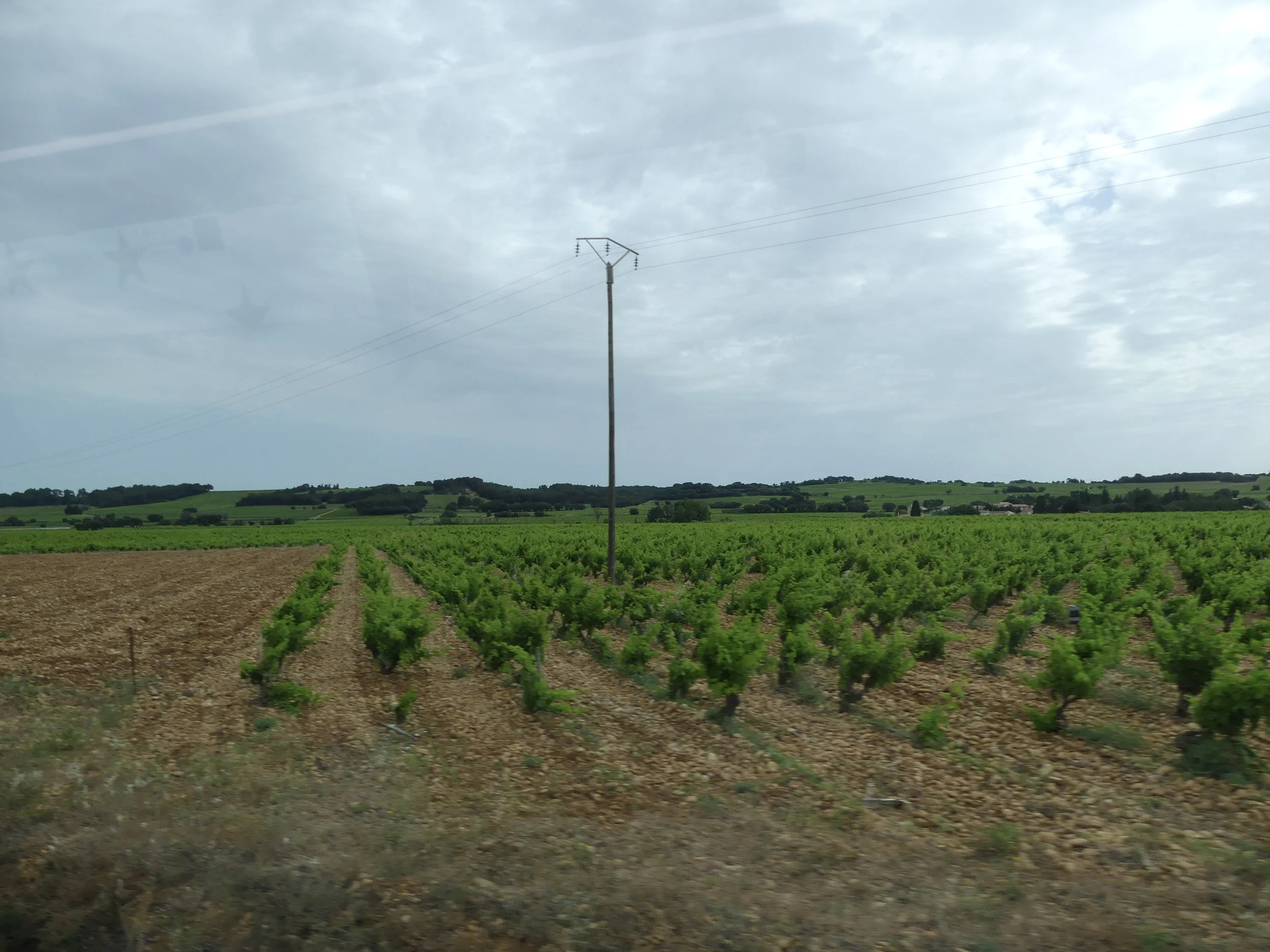 Sunlit vineyard rows in Châteauneuf-du-Pape.