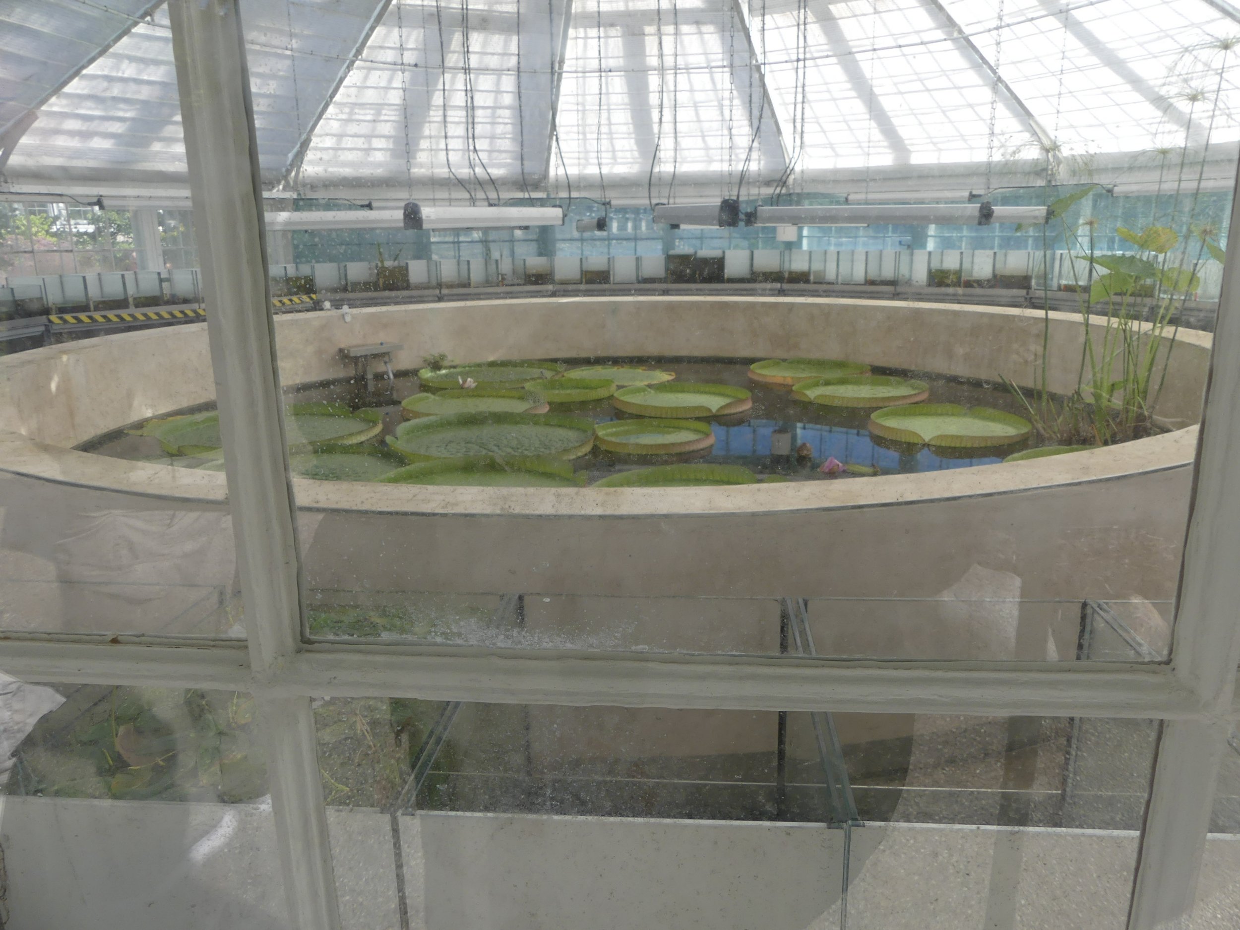 The lily pond inside the Botanical Garden's old glasshouse.