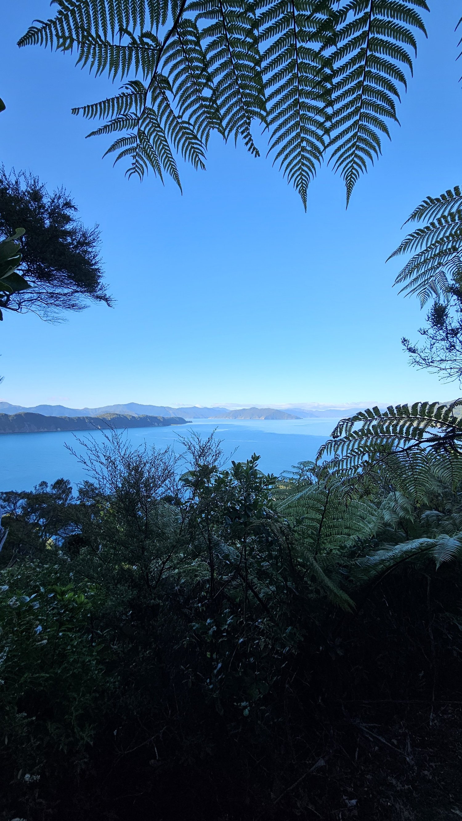 View through tree ferns over Queen Charlotte Sound from Motuara Island