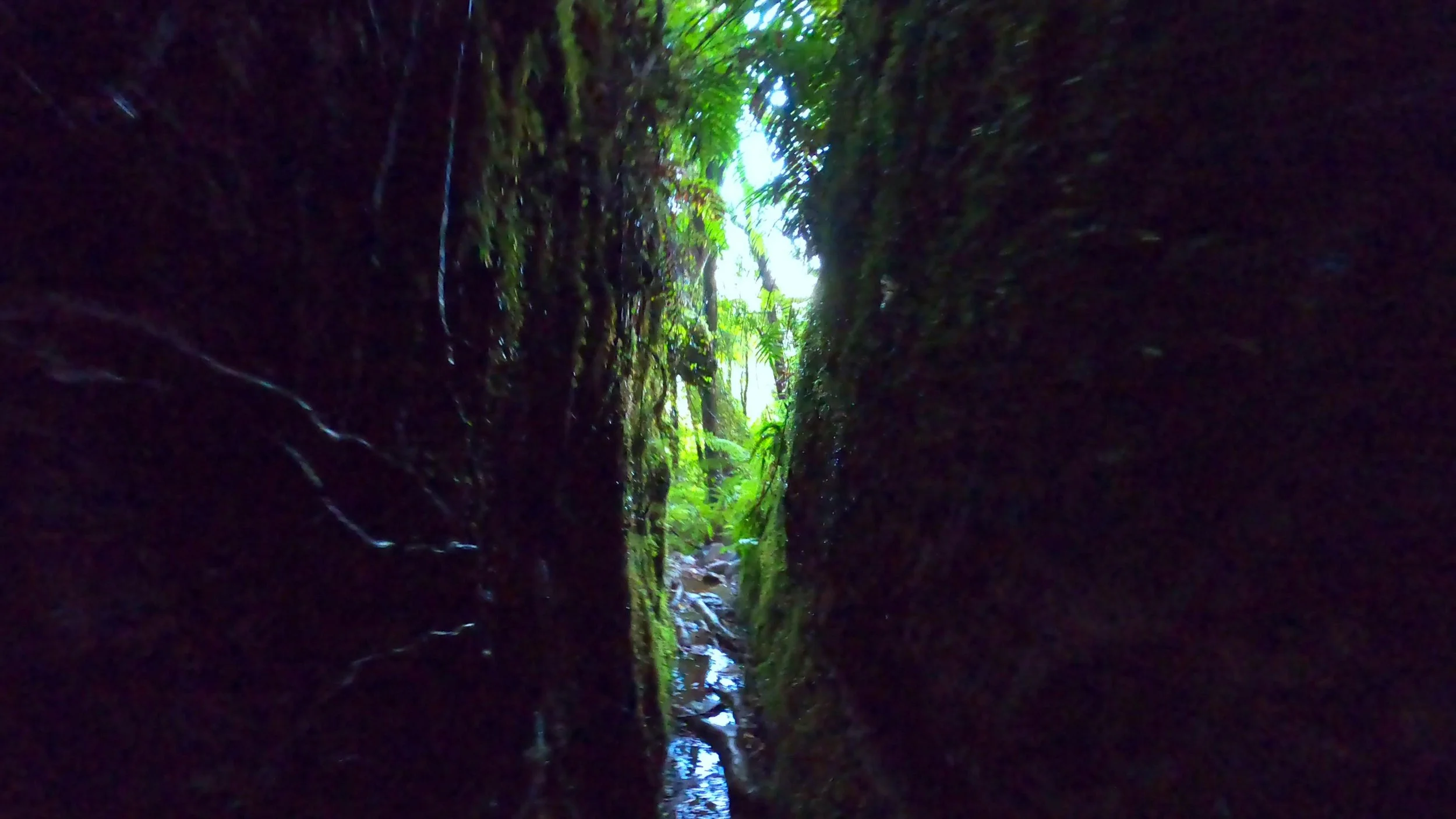 Looking through the deep narrow moss-covered water race at Blue Spur
