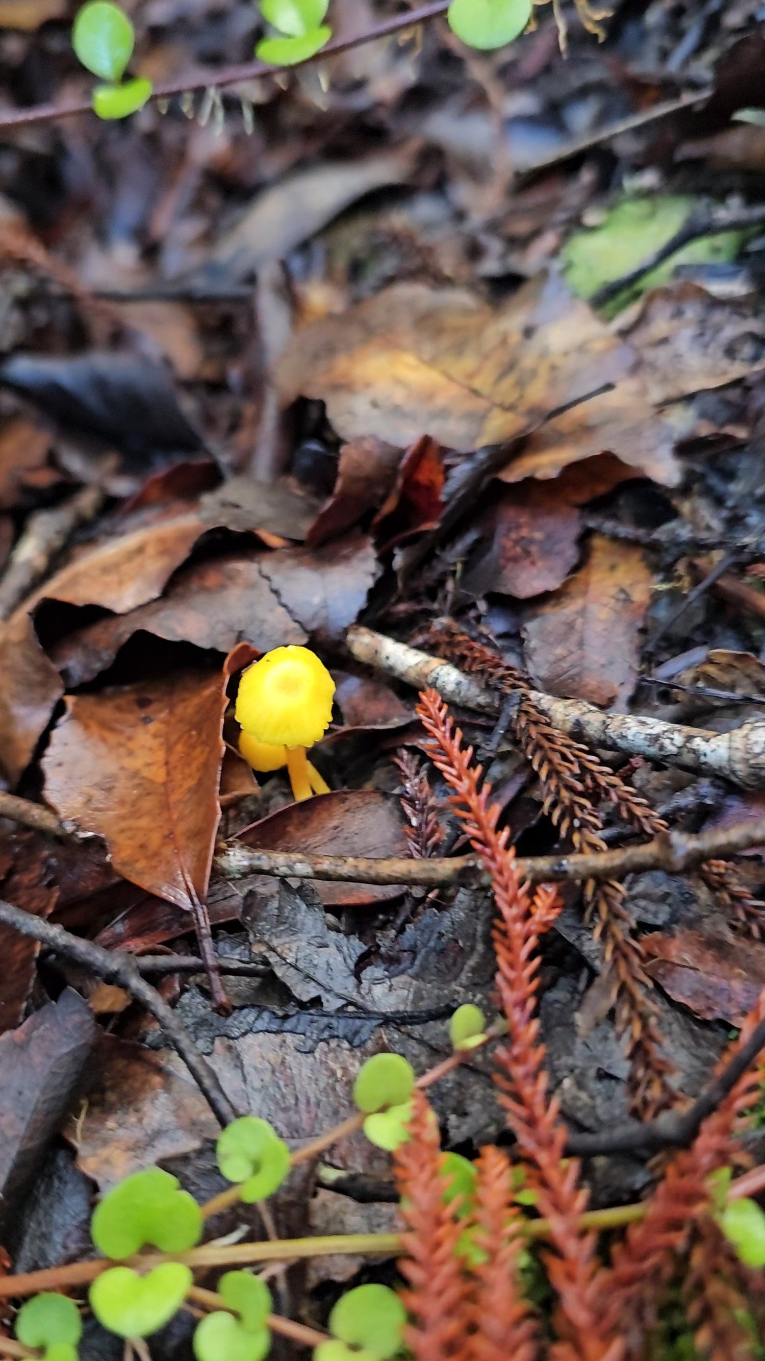 Tiny bright yellow mushroom beside Blue Spur Bushwalk
